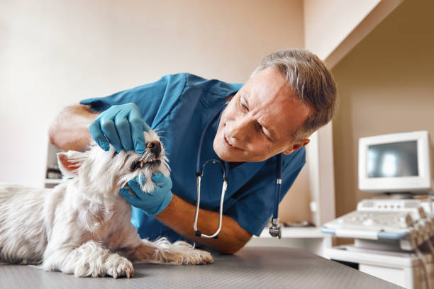 Best Broken or Cracked Tooth Emergency Dentist in Eureka, KS